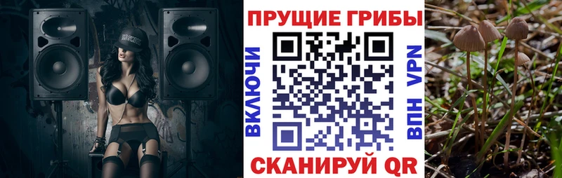 продажа наркотиков  Мосальск  Псилоцибиновые грибы Magic Shrooms 